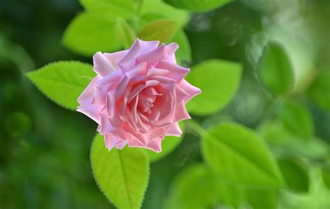 Fondos De Pantalla Flores Naturaleza Verde Rosa Flor Hoja Flora Pétalo Botánica