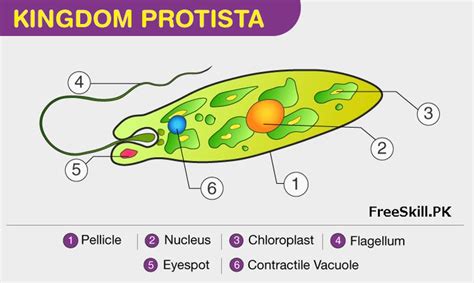 Kingdom Protista Describe Its Characteristics And Classification