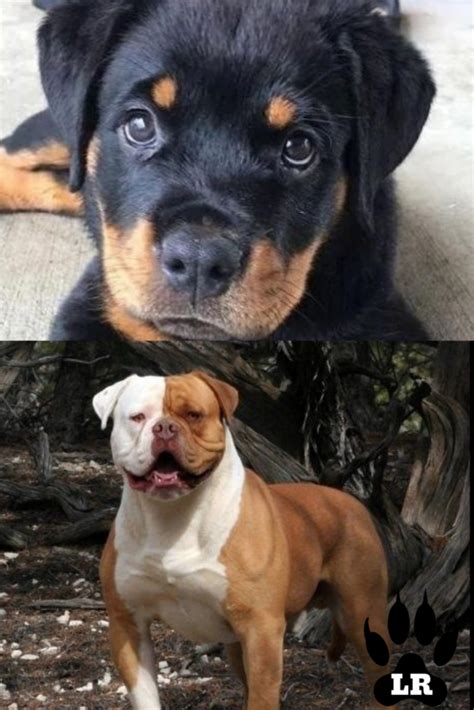 Rottweiler Vs American Bulldog