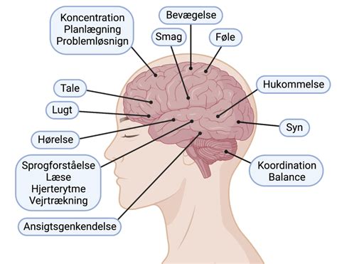 Din Forunderlige Hjerne Biotech Academy