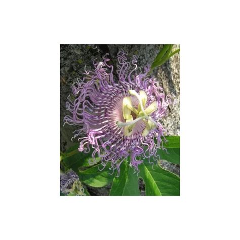 Seeds Passiflora Incarnata - Maypop