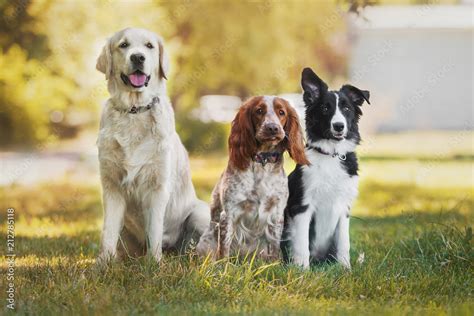 Senado Aprova Cria O De Cadastro Nacional De Animais Dom Sticos O