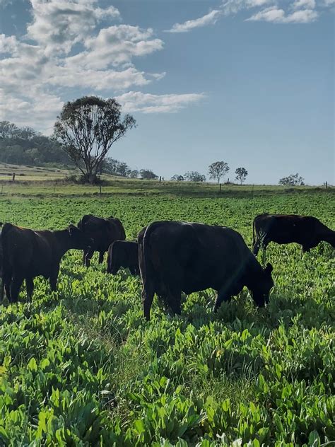 Why Grass Fed – Budgee Valley Beef