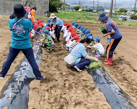 ベルガーデン保育園 畑で植え付け作業を体験 伊勢原 タウンニュース