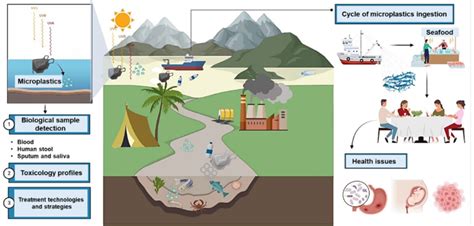 Microplastic Effects And Pathways On The Environment And Human Health Download Scientific