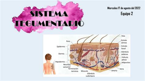 Sistema Tegumentario Carolina Espinoza UDocz