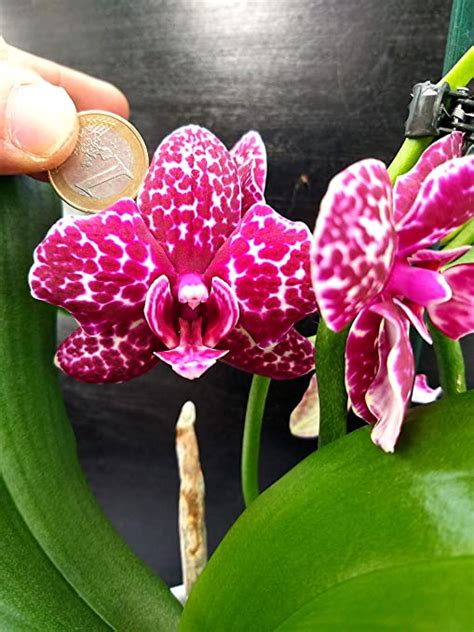 Powers To Flowers Phalaenopsis Special Color In Vaso Ceramica Fucsia