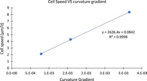 speed  cell model migration depends   curvature gradient