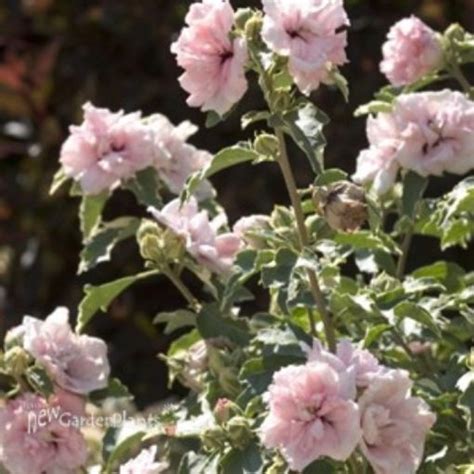 Hibiscus Sugar Tip Rose Of Sharon New Garden Plants