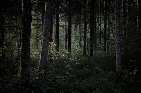 黑暗 自然 树木 森林 千叶网