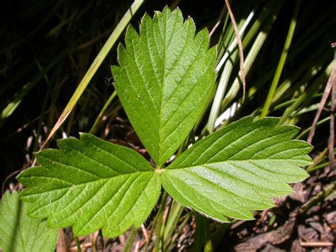 Wald Erdbeere Fragaria Vesca Beschreibung Steckbrief Systematik