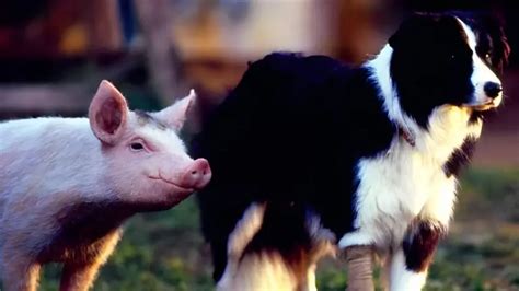 Test Demuestra Que Creciste En Los Con Babe El Puerquito Valiente Canal Home Peliculas