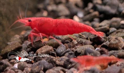 Cherry Shrimp Sex And Temperature