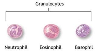 Learn Biotechnology With Deepalitalk Immune System