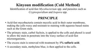 Ziehl neelsen staining | PPT