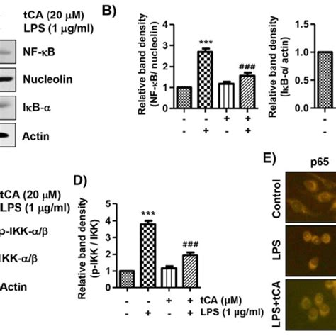 Inhibition Of Lps Induced Activation Of Nf κb Signaling Pathway By Tca