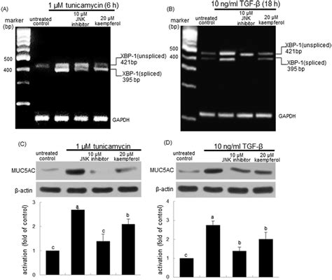 Inhibition Of Xbp Mrna Splicing A And B And Muc Ac Induction C And