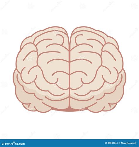 Human Brain In Flat Style Vector Illustration Front View Stock