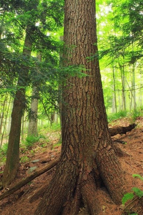 Free Picture Leaf Wood Tree Nature Summer Branch Landscape