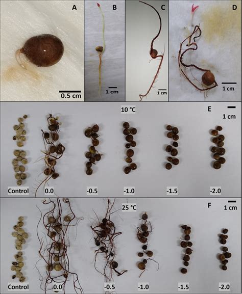 SciELO Brasil Storage Potential Of Eugenia Uniflora Lam Seeds