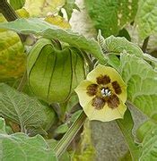 Physalis peruviana - Wikipedia