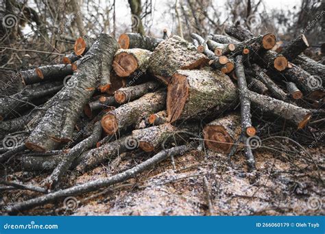 Muchos árboles Cortados En El Bosque Para Leña Imagen de archivo