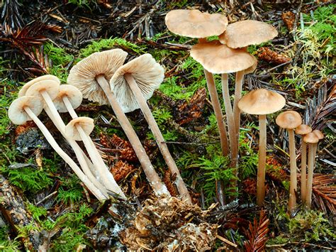 California Fungi Marasmiellus Confluens