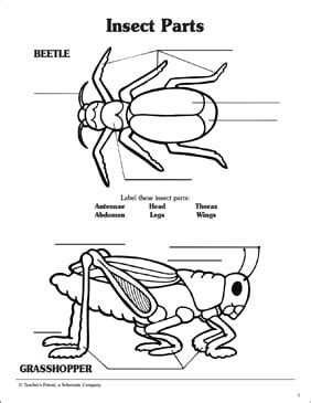 Insect Anatomy Worksheet