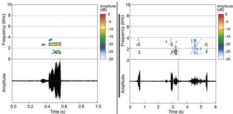 Spectrograms Above And Oscillograms Below Of Advertisement Calls Of