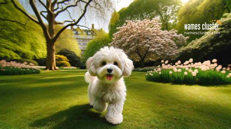 Adorable Maltipoo Names: Perfect Picks for Your Puppy