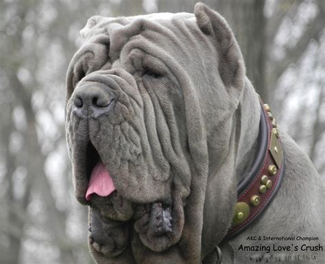 Amazing Love Neapolitan Mastiff Puppies