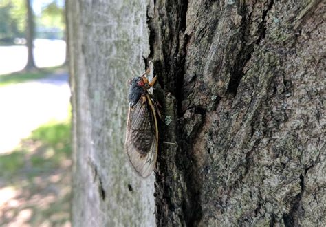 Get Ready This Spring For Brood X The Return Of The Cicadas Reston Now