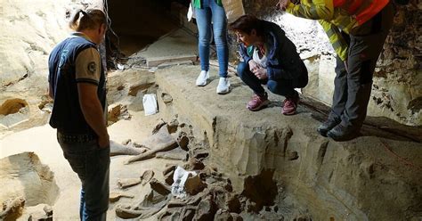 Austrian Winemaker Discovers Mammoth Bones in Wine Cellar