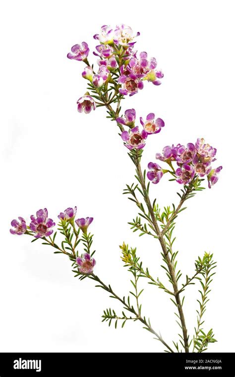 Chamelaucium Cut Out Stock Images Pictures Alamy