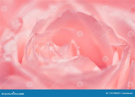 Rose Flower In Bloom Abstract Floral Blossom Art Background Macro