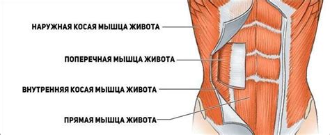 Как делать вакуум живота для похудения: отзывы, результаты и техника ...
