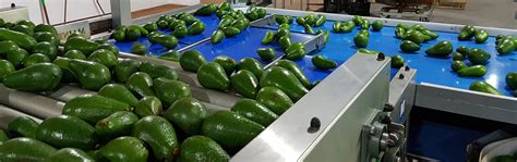 Máquina para clasificar aguacate Aweta