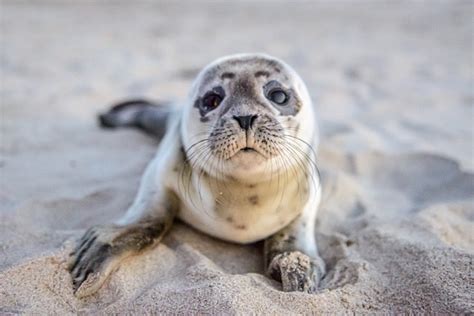 Seal Names: 150+ Most Popular Names for Seals - PetPress