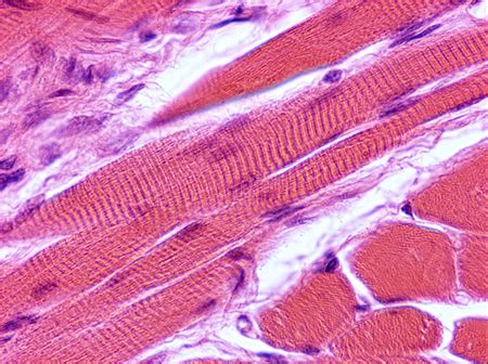 8-4 Tecido muscular - HISTOLOGIA