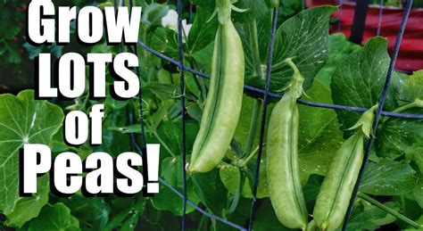 How Long To Grow Peas Back Gardener