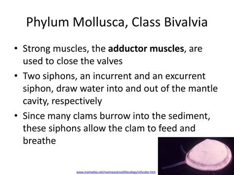 Phylum Mollusca Class Bivalvia Ppt Download