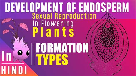 Endosperm Endosperm Development Types Function BotanyTv YouTube