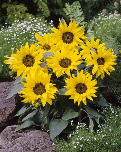 HELIANTHUS Annuus PACINO COLA Muller Seeds