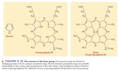 Myoglobin An Example Of Protein Structure