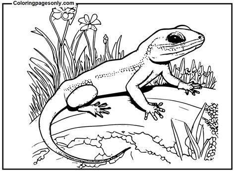 Skink Coloring Pages Free Printable Pdf And Online Coloring