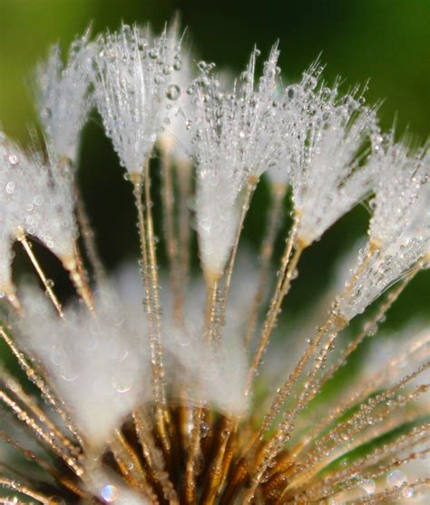 Morgentau Foto & Bild | pflanzen, pilze & flechten, blüten ...