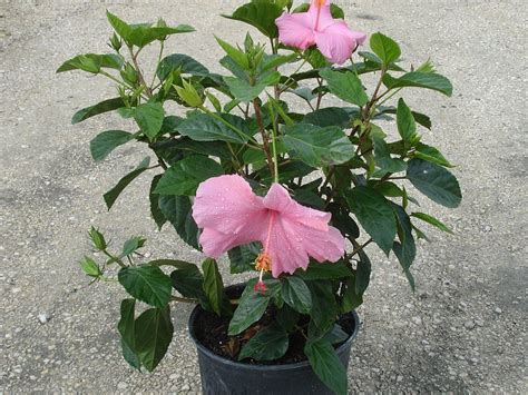 Hibiscus Rosa Sinensis Seminole Pink Tropical Hibiscus