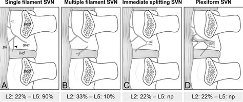 foraminal sinuvertebral nerve types  frequencies