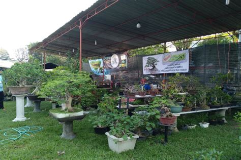 Langgar Prokes Satgas Siap Bubarkan Kontes Bonsai Kesehatan