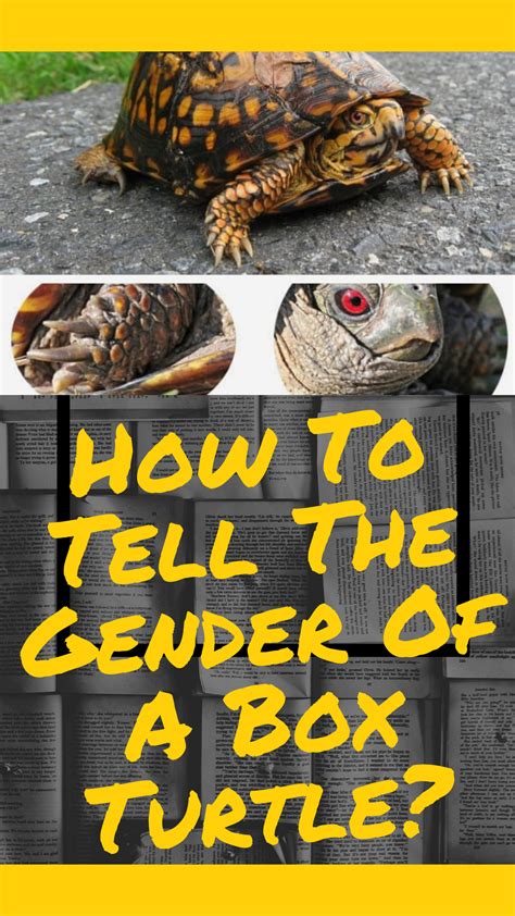 How To Tell The Gender Of A Box Turtle Artofit